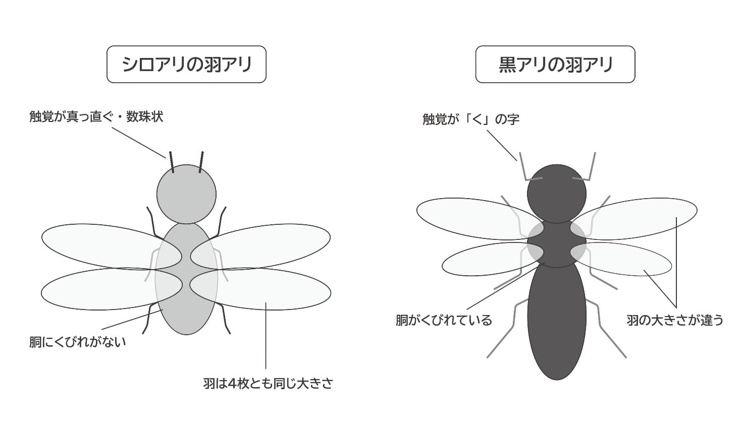 シロアリと黒アリの特徴
